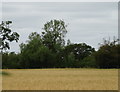 Cereal crop and woodland near Gooseywick Farm