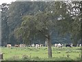 Cattle near Beech Grove Farm