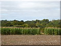 Farmland  near Badlesmere