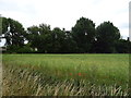 Crop field, Fyfield Wick