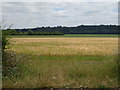 Cereal crop, Cumnor Hill