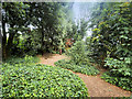 Wooded Area at Wightwick Manor