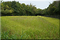 A planted meadow