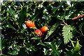H4175 : Rosehips, holly and nettles, Lisnagirr by Kenneth  Allen