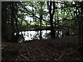 Woodland Pond at Ellenwhorne