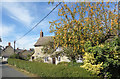 Crab Apple Tree, Ambrosden