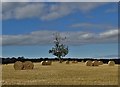 Field by Old Hall Lane