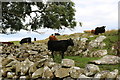 Cattle near Stair Lodge