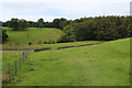 Bridleway heading towards Westy Bank Wood