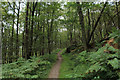 In Westy Bank Wood