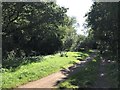 Path in Grange Wood near Trowell