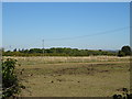 Grazing near The Hollies