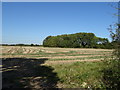 Stubble field towards Pangman