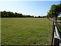 Grazing near Tuther Corner