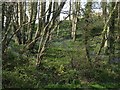 Woodland above Nun Mill Bay