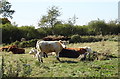 Cattle near Catherine Farm