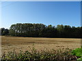 Field and woodland off National Cycle Route 51