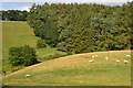 Sheep in field beside Hag Wood