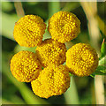 Tansy Flowers