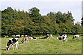 SJ9210 : Cattle south of Penkridge in Staffordshire by Roger  D Kidd