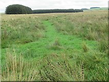 NT6549 : Harelaw Moor drainage near Westruther in the Scottish Borders by ian shiell