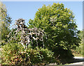 Camperdown elm, Rosehaugh