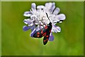 Alkham, St. Anthony Church: Six spot burnet moth in the unmown part of the churchyard 1