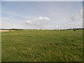 Cattle grazing near Upper Cullernie