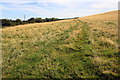 SK8731 : Tractor tracks through grass field north of Hill Top Farm by Roger Templeman
