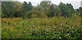 Wetland in Shire Country Park