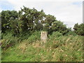 Trig  point  in  field  hedge  and  gorse