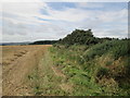 NT6720 : Field  edge  toward  Belvidere  Wood by Martin Dawes
