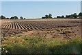 Planted field near Ashmore Brook Farm