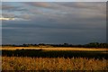 TM3957 : Looking south across the River Alde, Snape, in evening light by Christopher Hilton