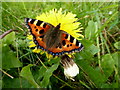 Small tortoiseshell butterfly, Drumnakilly