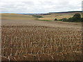 Potato field near Sillycoats