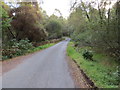 Tree-lined minor road ascending Glen Roy near to Achaderry