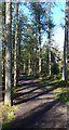 Light and shade in the Devilla Forest