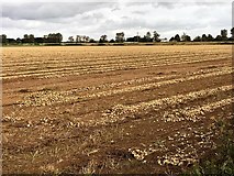 TF4511 : Field of onions drying, Sutton Road, Wisbech by Richard Humphrey