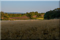 Stoke St Mary : Crop Field