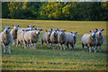 Stoke St Mary : Grassy Field & Sheep