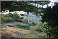 Scrubland under the Ware Viaduct