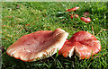 NJ1320 : Fungi by Anne Burgess