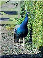 Peacock  at  Hundalee  House