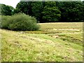 Dewpond in Petworth Park