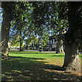 On Cannons Green in early autumn