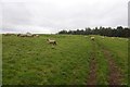 Lambs, Duns Law