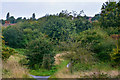 Brierley Hill : Fens Pool Local Nature Reserve