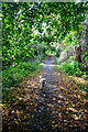 Brierley Hill : Footpath