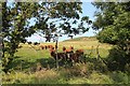 Cattle at North Kilruskin